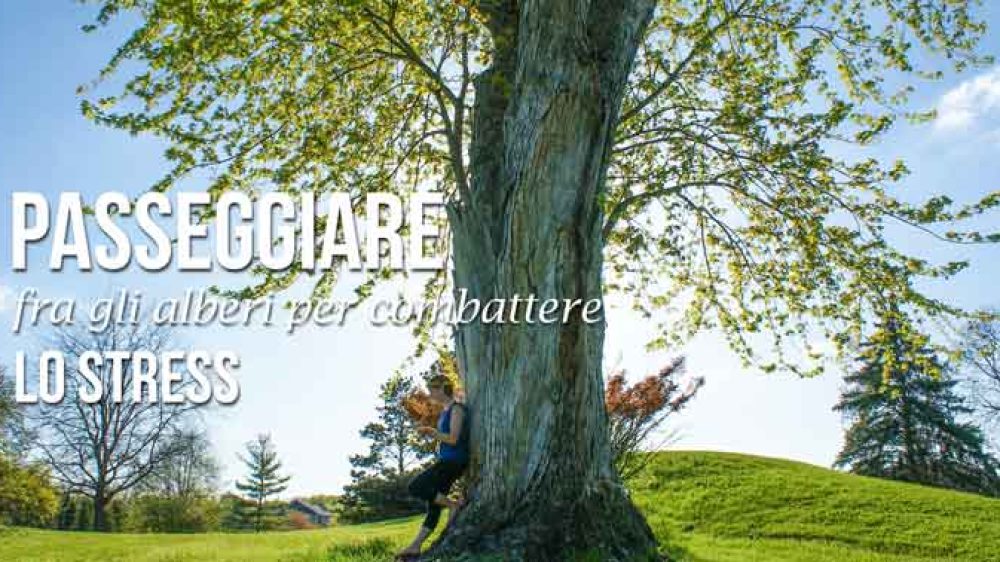 Passeggiare fra gli alberi per combattere lo stress